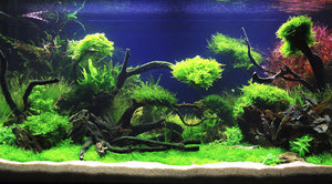 Как запустить аквариум в первый раз и что будет нужно знать начинающему