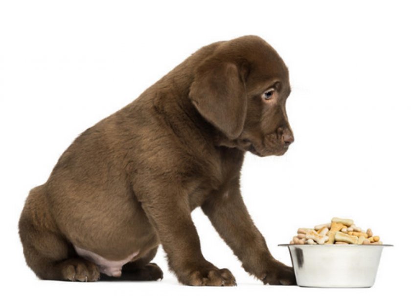 «1st CHOICE» «1st CHOICE»