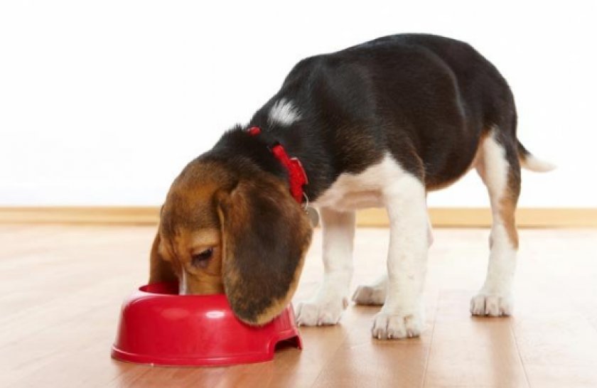 «1st CHOICE» «1st CHOICE»