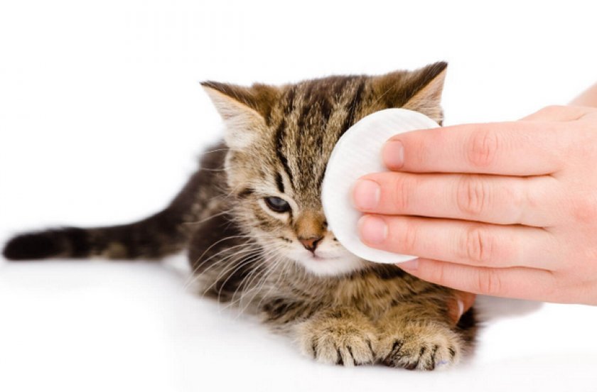 Хламидиоз у кошек