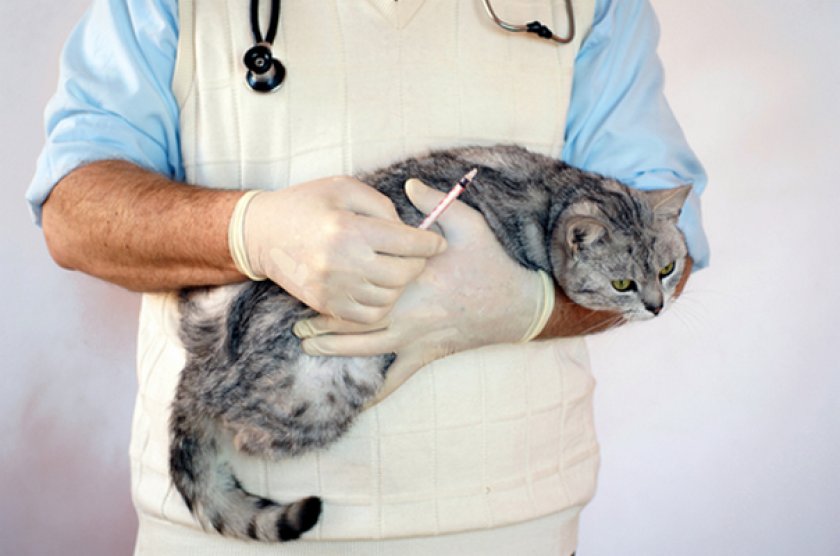 Лечение кошки
