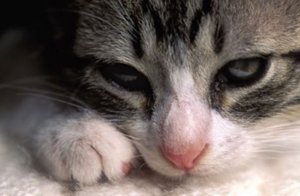 Хламидиоз у кошек и котят: симптомы, лечение, можно ли заразиться