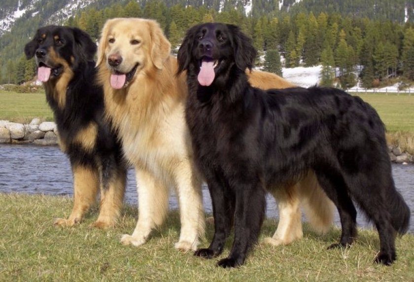 Ховаварт Ховаварт