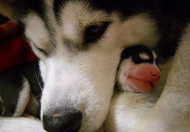 Хаски Хаски