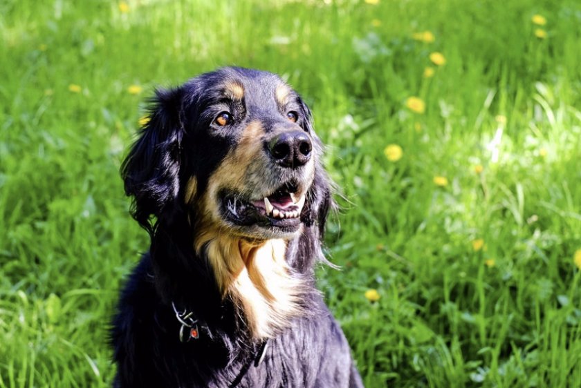 Ховаварт Ховаварт