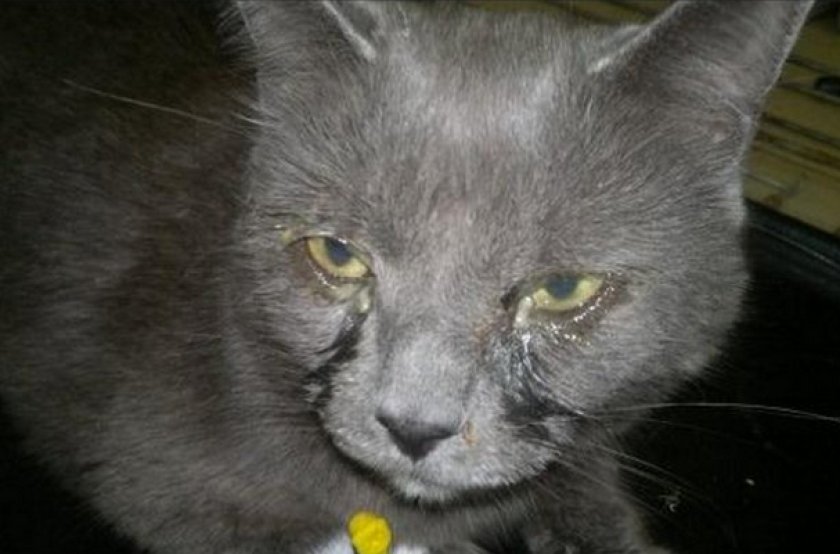 Хламидиоз у кошек