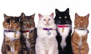 Как определить породу кошки: характерные признаки и советы