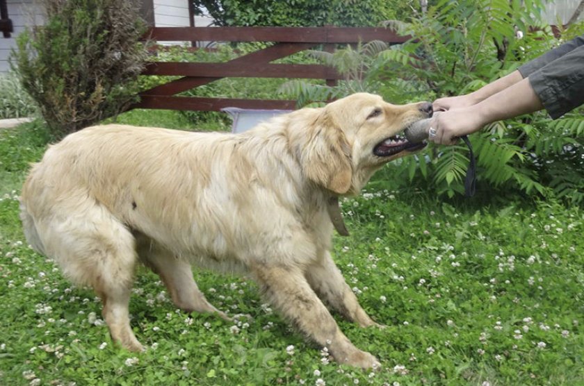 Дрессировка Дрессировка