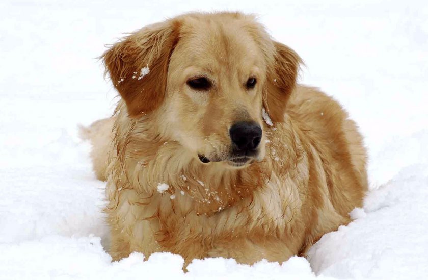 Собака породы Ховаварт Собака породы Ховаварт