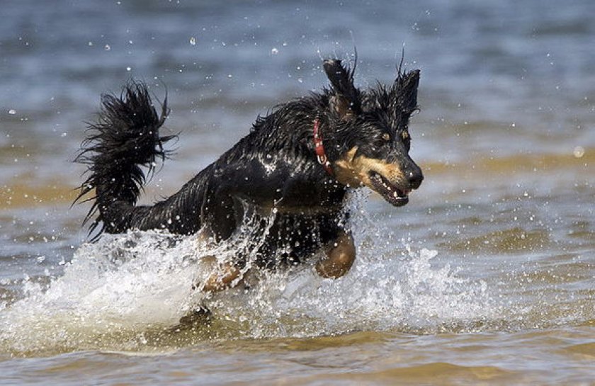 Ховаварт Ховаварт