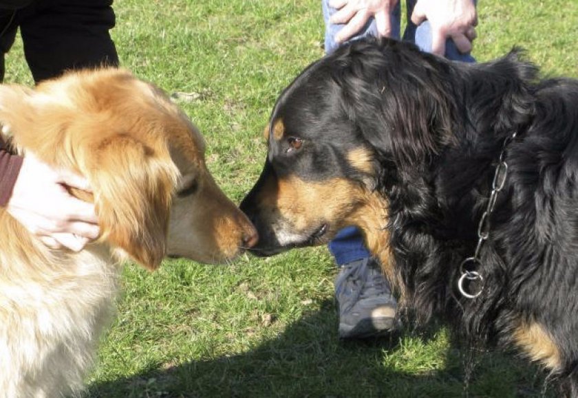 Ховаварты Ховаварты