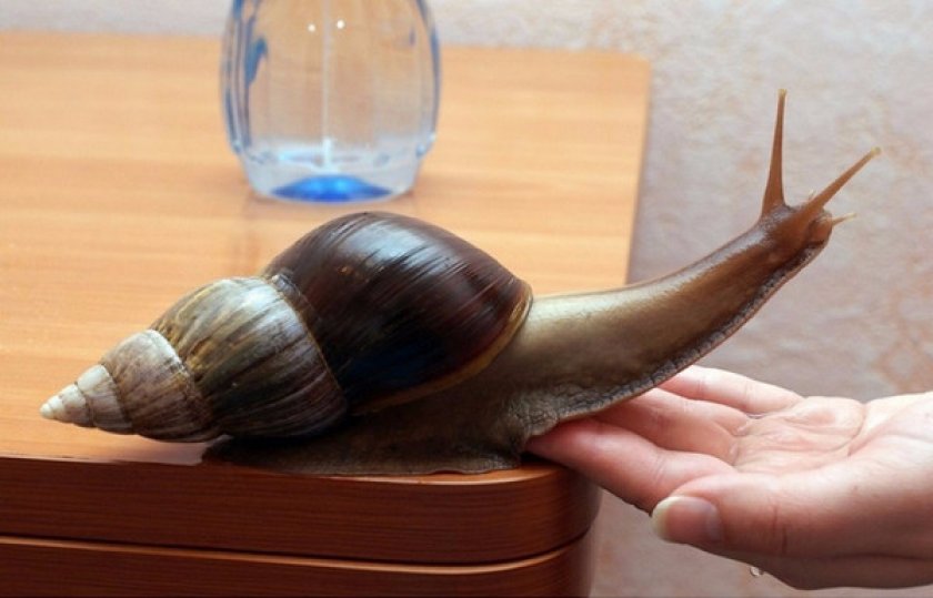 Ахатина гигантская Ахатина гигантская
