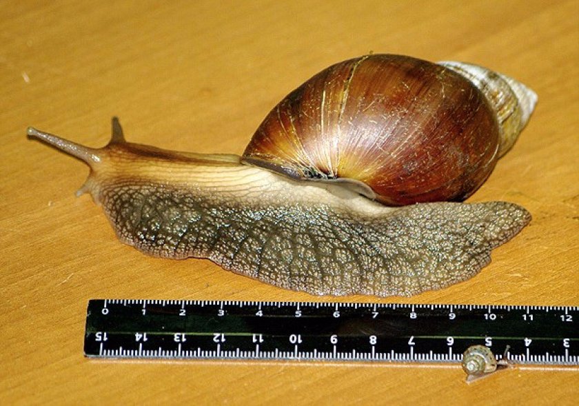 Ахатина гигантская Ахатина гигантская