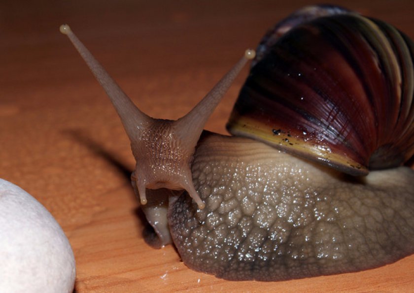 Ахатина гигантская Ахатина гигантская