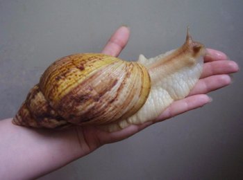 Ахатина гигантская: уход и содержание в домашних условиях