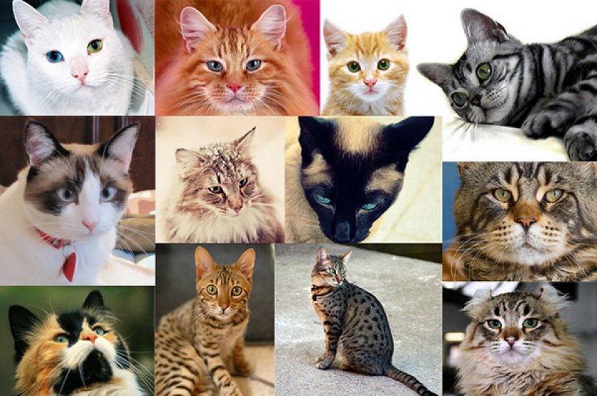 Породы кошек