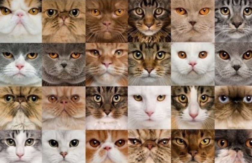 Породы кошек