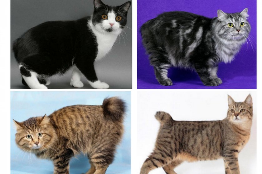 Узнать породу кошки по фото онлайн
