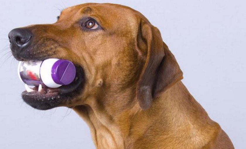 Как применять «Пропалин» для собак