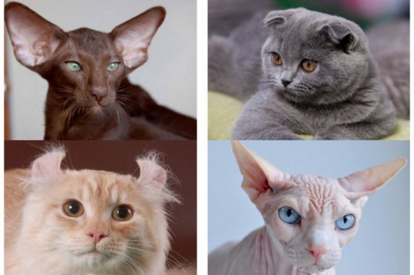 Определить породу кошки по фото онлайн бесплатно