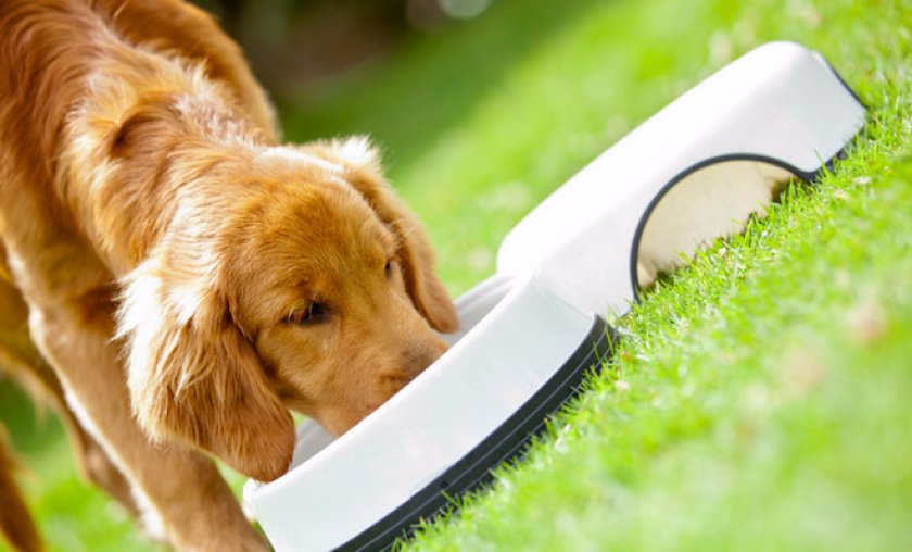 Как применять «Пропалин» для собак