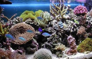 Морской аквариум Морской аквариум