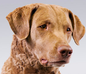 Чесапик бей ретривер