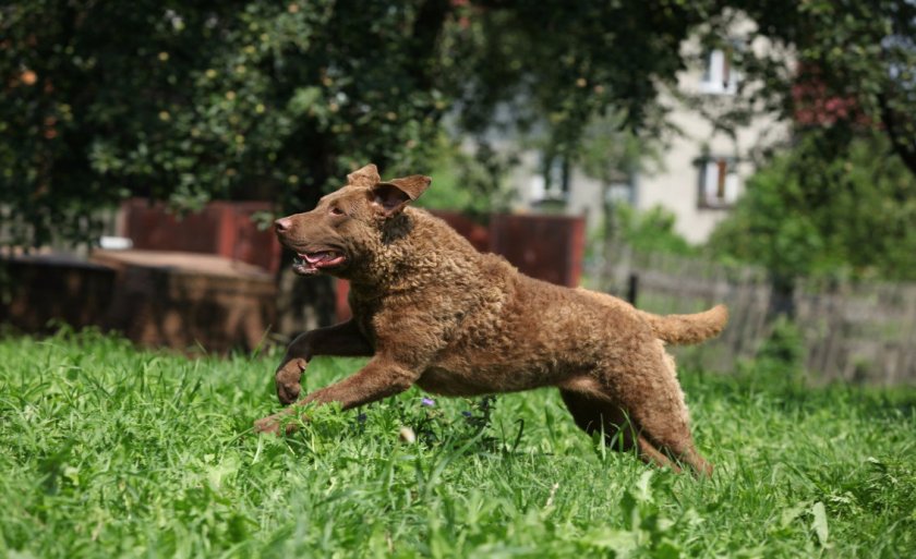 Чесапик бей ретривер