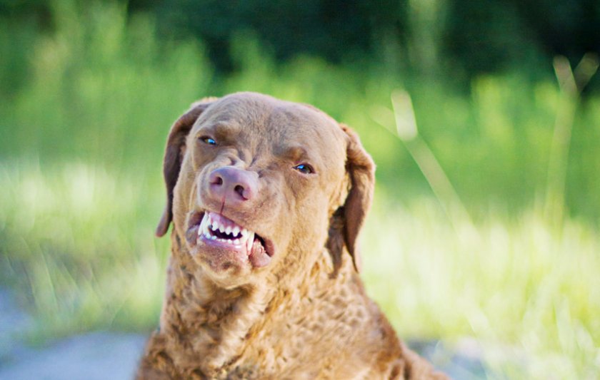 Чесапик бей ретривер