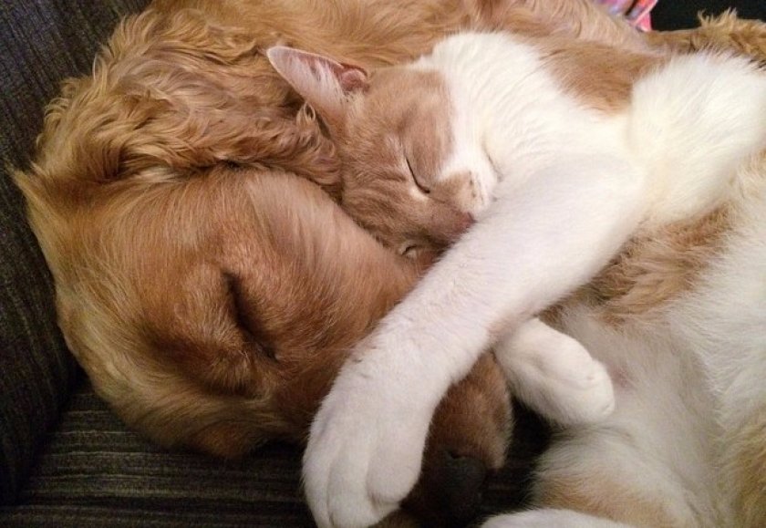 Кошка и собака Кошка и собака