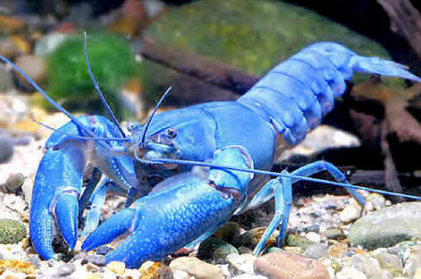 содержания рака-отшельника