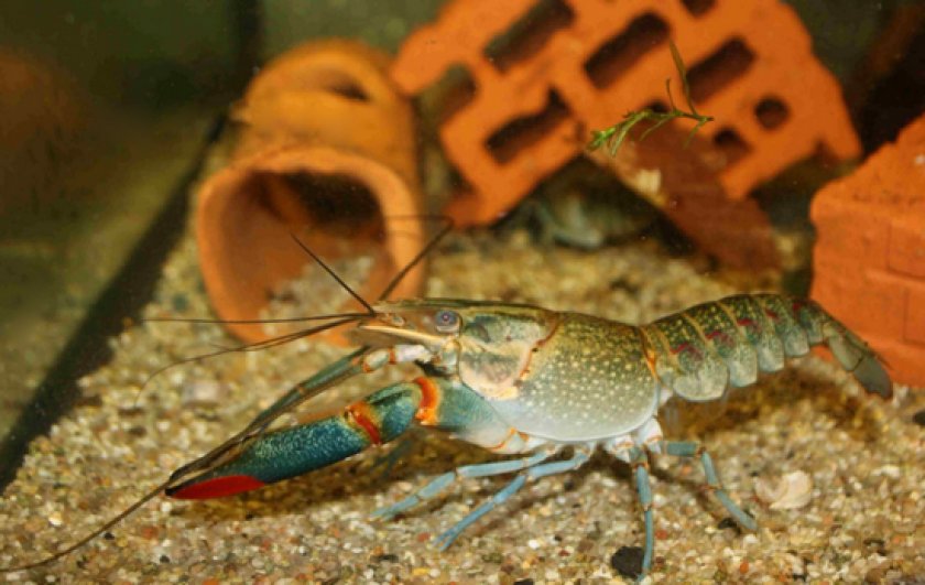 содержания рака-отшельника содержания рака-отшельника