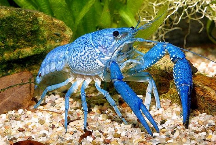 содержания рака-отшельника содержания рака-отшельника