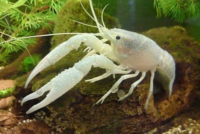 содержания рака-отшельника содержания рака-отшельника