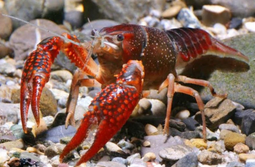 содержания рака-отшельника содержания рака-отшельника