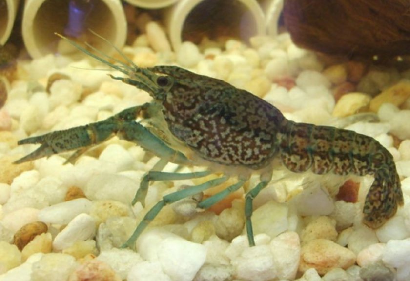 содержания рака-отшельника содержания рака-отшельника