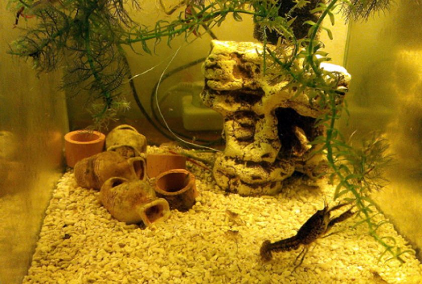 содержания рака-отшельника содержания рака-отшельника