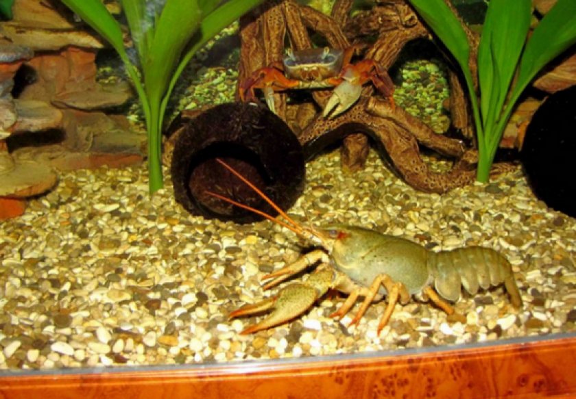 содержания рака-отшельника содержания рака-отшельника