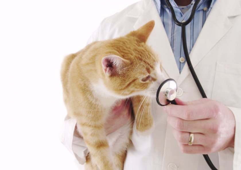 Диагностика заболевания