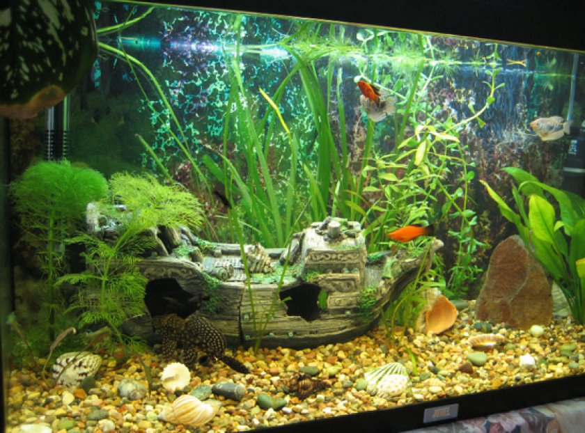 содержания рака-отшельника содержания рака-отшельника