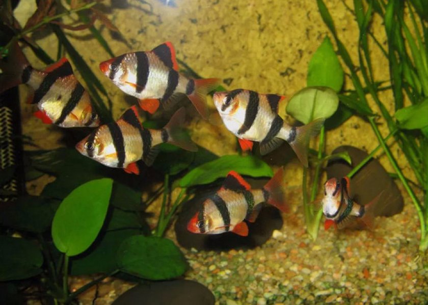 Суматранский барбус