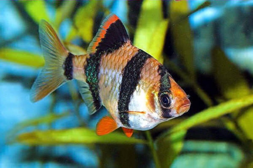 Суматранский барбус