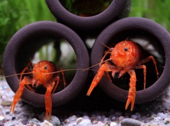 Особенности и нюансы содержания рака-отшельника в домашних условиях