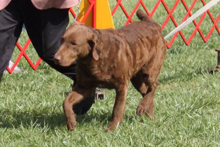 Чесапик бей ретривер