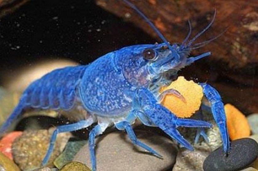 содержания рака-отшельника содержания рака-отшельника