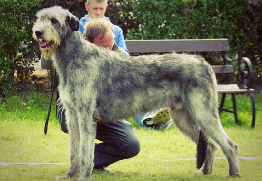 ирландский волкодав ирландский волкодав