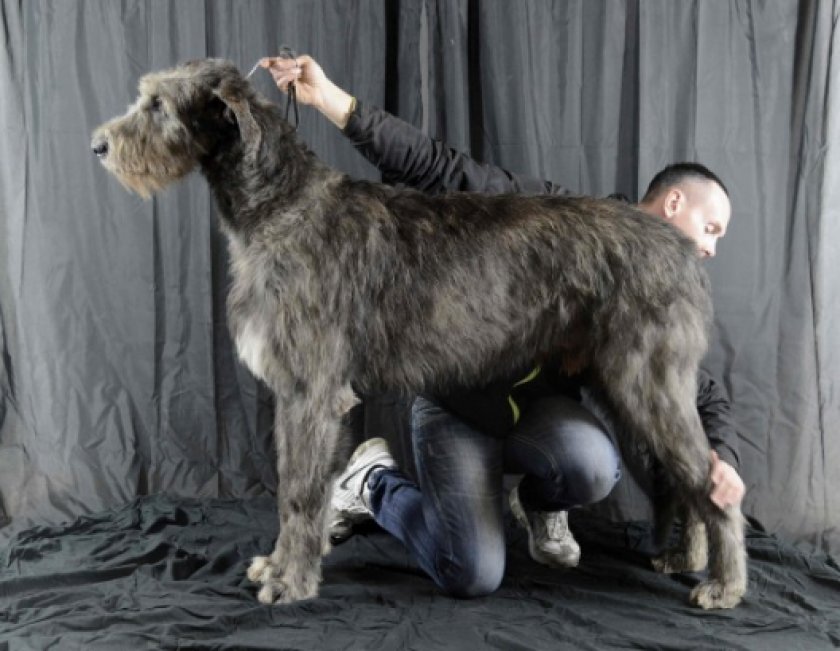 ирландский волкодав ирландский волкодав