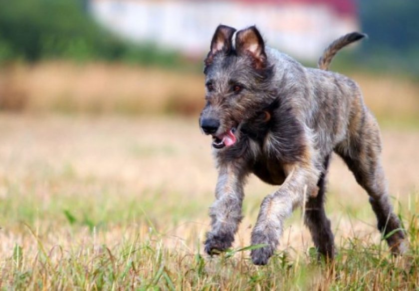 ирландский волкодав ирландский волкодав