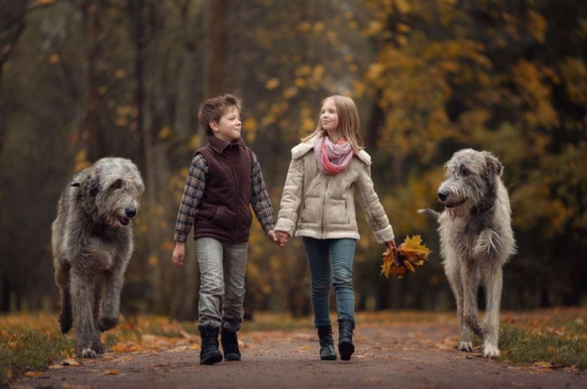 ирландский волкодав ирландский волкодав