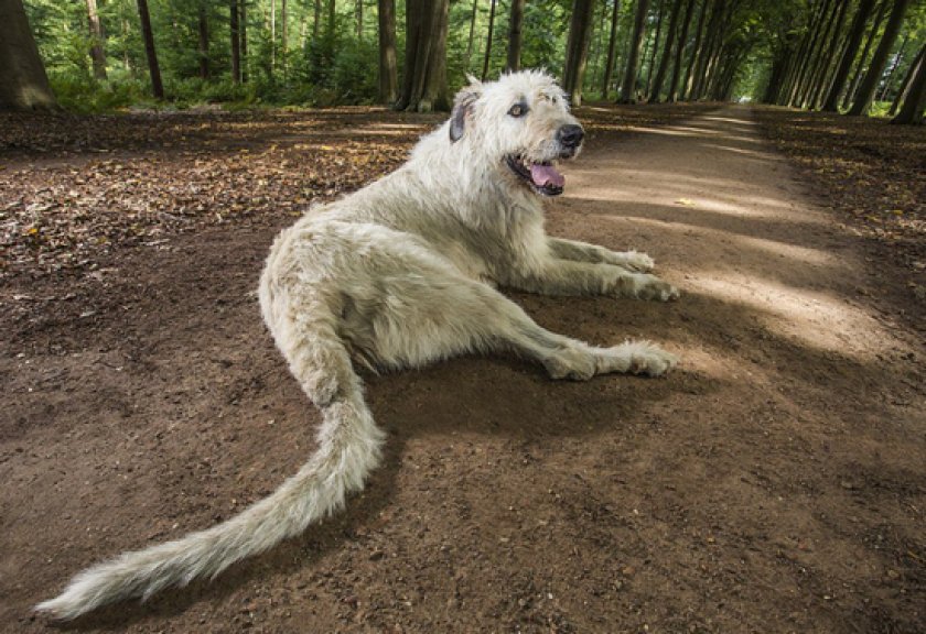 ирландский волкодав ирландский волкодав